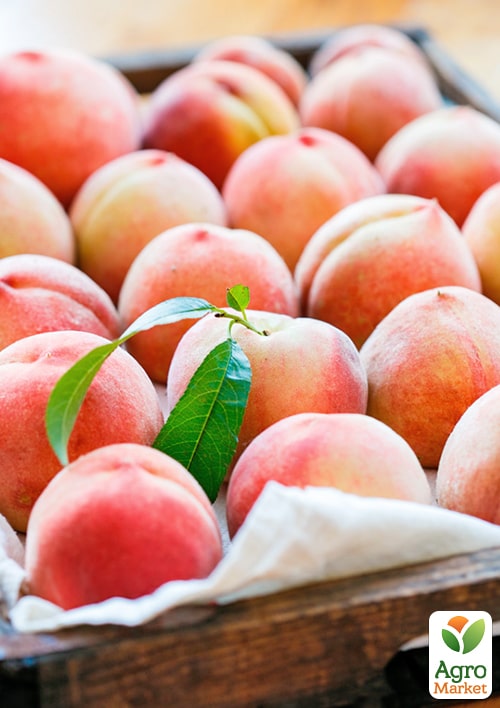 Персик "Фреш Вайт" (белая мякоть, средний срок созревания) - фото 4