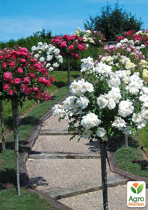 Роза штамбовая (микс сортов) Уценка