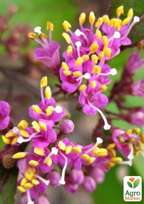 Красивоплодник бодиньера "Profusion" 3-х летний (высота 70-100см) - фото 3