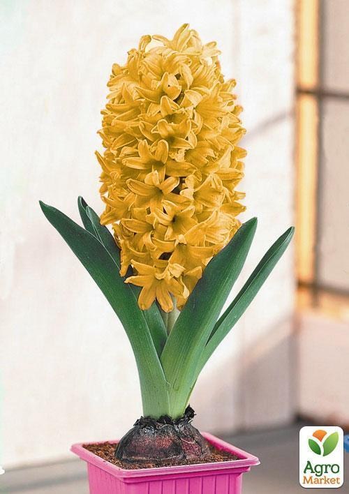 Гиацинт в горшке "Gipsy Princess" - фото 2