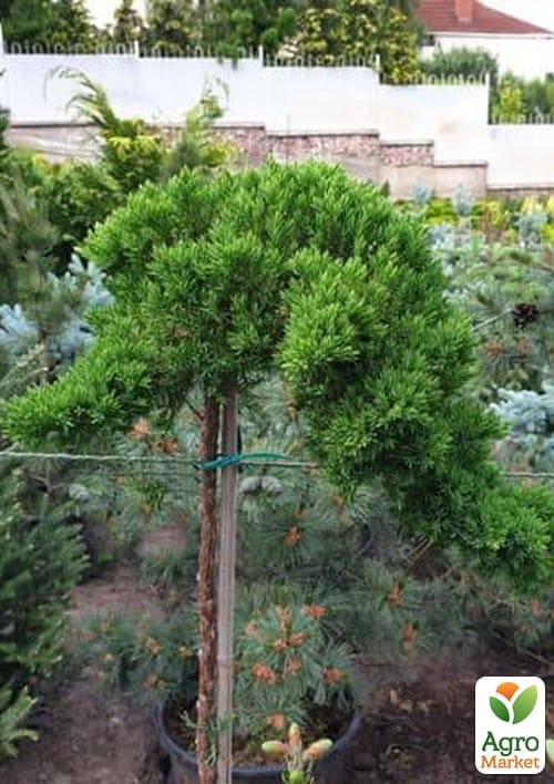 Можжевельник стелющийся на штамбе «Procumbens Nana» С10, высота 90-110см, диаметр кроны 25-35см - фото 5