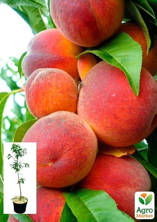 Персик "Темира" укорененный в контейнере (саженец 2 года)