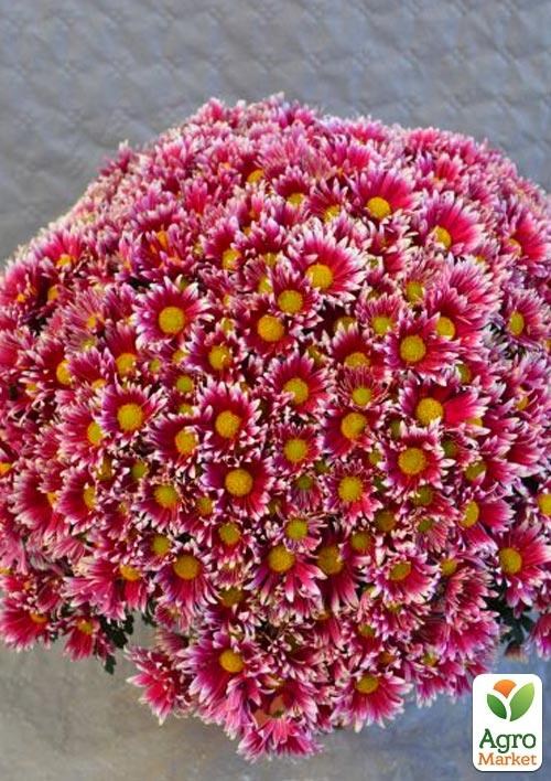 Хризантема мультифлора шарообразная "Fanfan Deep" 