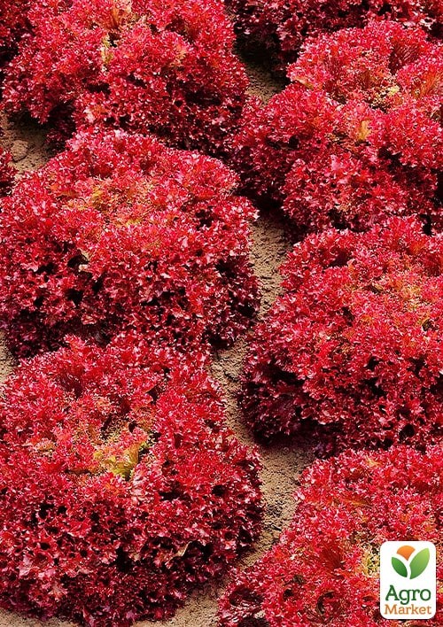 Салат "Россело" (Зіпер) ТМ "Весна" 1г