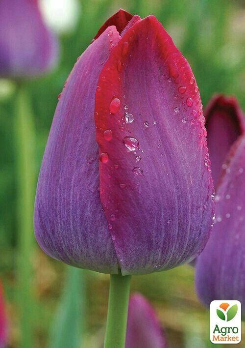 Тюльпан "Pittsburgh" 3шт в упаковке