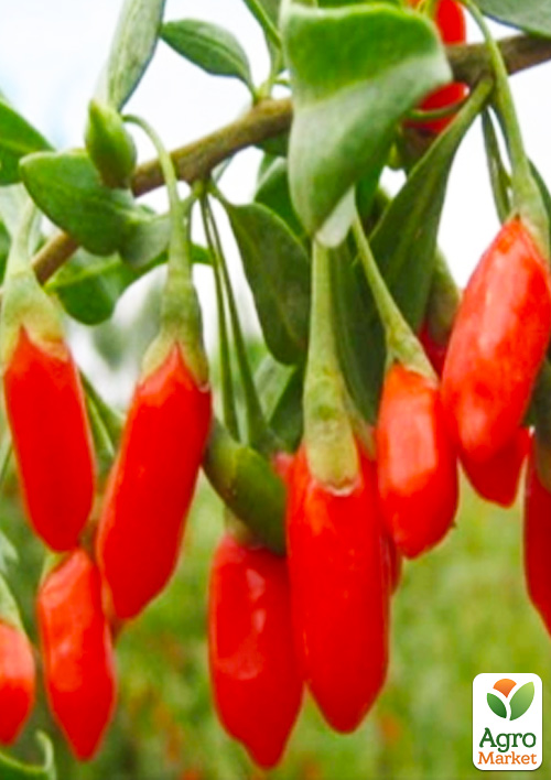 Годжи "Суперфрут" (перекрестное опыление, садить по 2 шт)