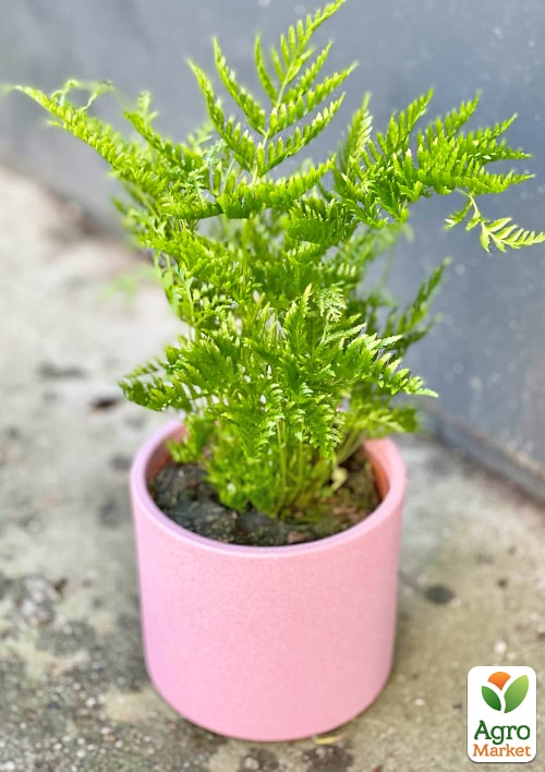 Птерис вечнозеленый "Straminea" высота 30-40см - фото 7