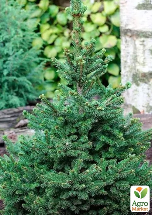 Ель обыкновенная "Will’s Zwerg" C2, высота 15-20см - фото 3