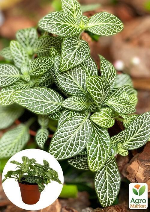 Фиттонія біложілкова (Fittonia Albivenis)