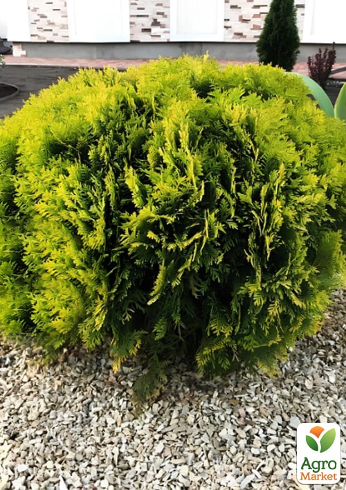 Туя западная "Mirjam", (ком/сетка) диаметр 35-40 см