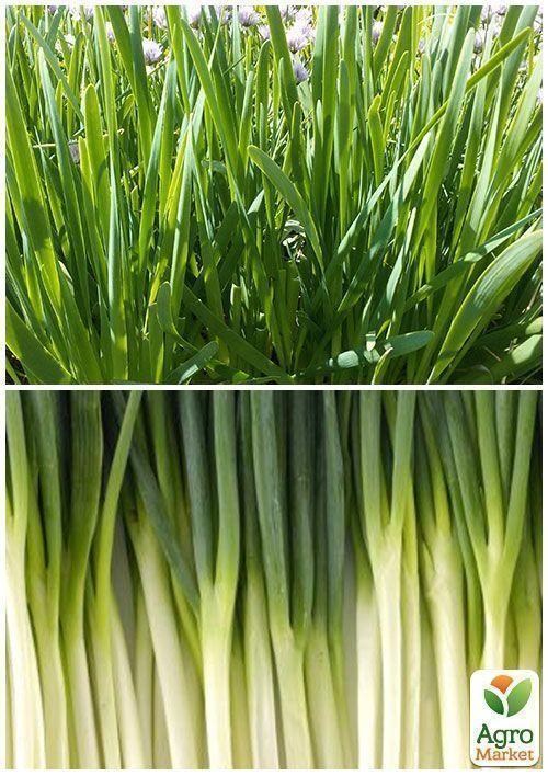 На развес Лук "Батун" ТМ "Весна" цена за 3г - фото 2