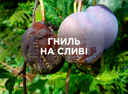 Що робити, якщо сливи на дереві гниють?