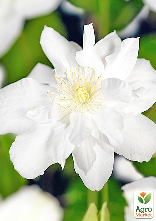 Клематис "Sylvia Denny" - фото 2