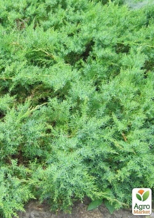 Можжевельник даурский "Davurica" контейнер 1л