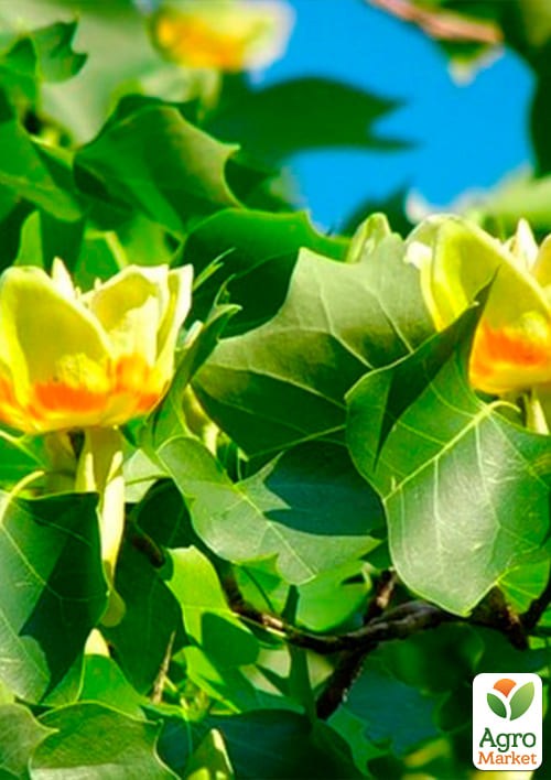Тюльпановое дерево ярко-желтое "Лириодендрон" (Liriodendron tulipifera) - фото 2