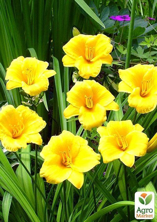 Лилейник "Stella de Oro" 1шт в упаковке