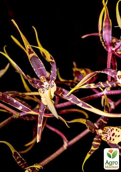 Брассия "Летняя мечта" (Brassia Summer Dream) дм 12 см выс. 50 см