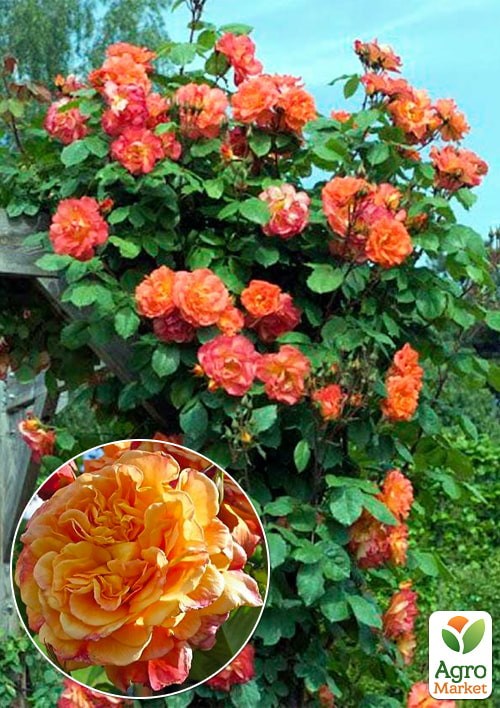 Роза в контейнере плетистая "Aloha" (саженец класса АА+) - фото 3