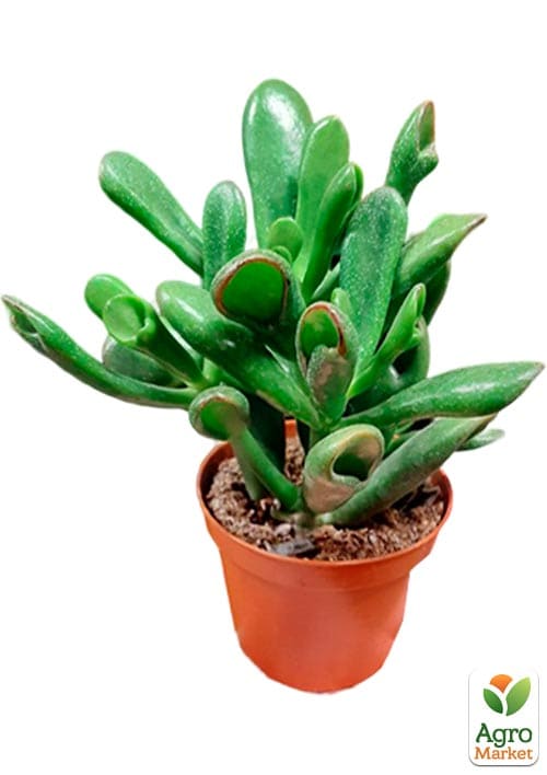 LMTD Крассула "Hobbit" высота растения 10-15см - фото 5