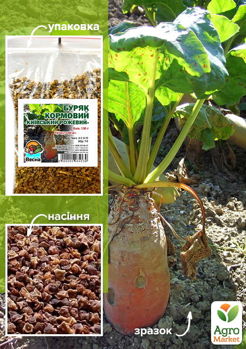 Буряк кормовий "Київський Рожевий" ТМ "Весна" 100г