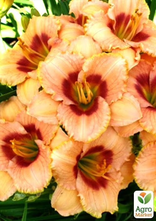 Лілійник "Broadway Gall" 1шт в упаковці