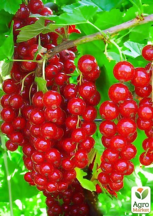 Порічка (смородина) червона "Наталі" (середнього терміну дозрівання)