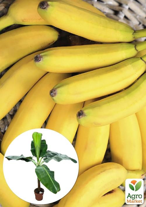 LMTD Банан Карликовий "Dwarf Cavendish" (висота 100-130см)