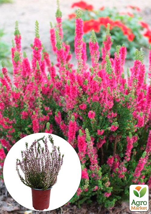 Верес звичайний "Amethyst"