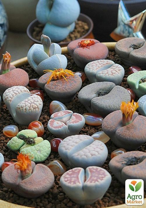 Літопс суміш "Зайчики" ТМ "Vesna Exclusive" 30шт