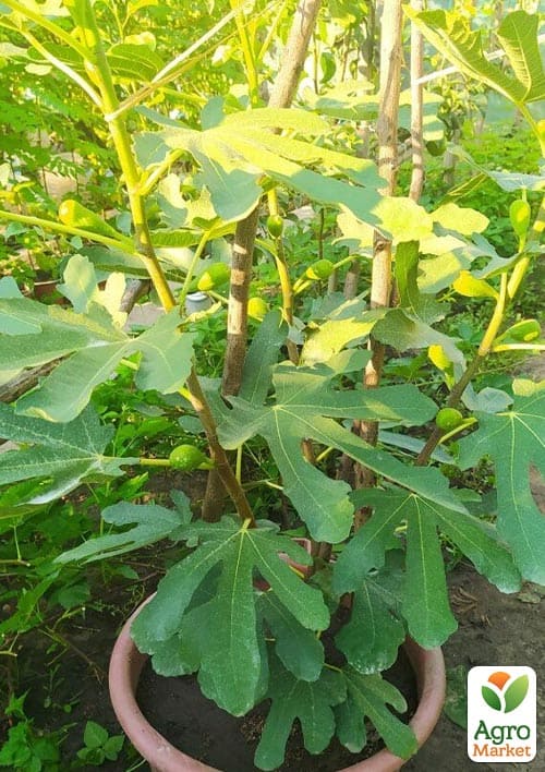 Инжир саженец 3х-летний "Брунсвик" (высота 70-90см)  - фото 4