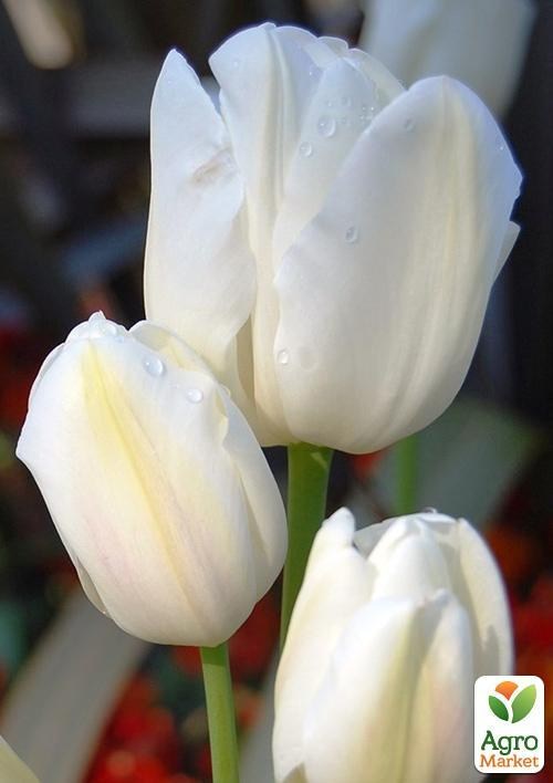 Тюльпан "Weisse Berliner" 2шт в упаковке
