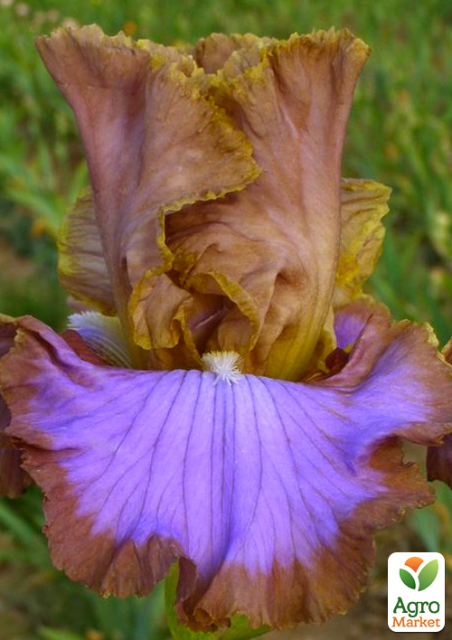 Ирис бородатый крупноцветковый "Molokini"   - фото 2