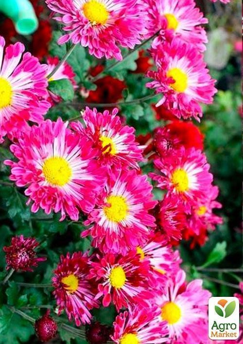 Хризантема корейська "Вишиванка" - фото 2
