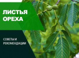 Листья грецкого ореха, как удобрение для сада и польза для человека