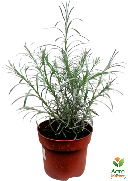 Талл карри (Helichrysum angustifolia Tall Curry) - фото 5