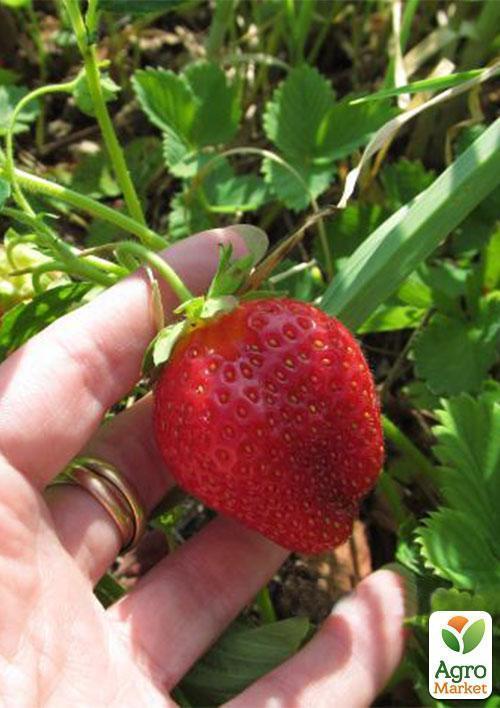Клубника "Искья" (Ischia) (ремонтантный сорт)  - фото 8