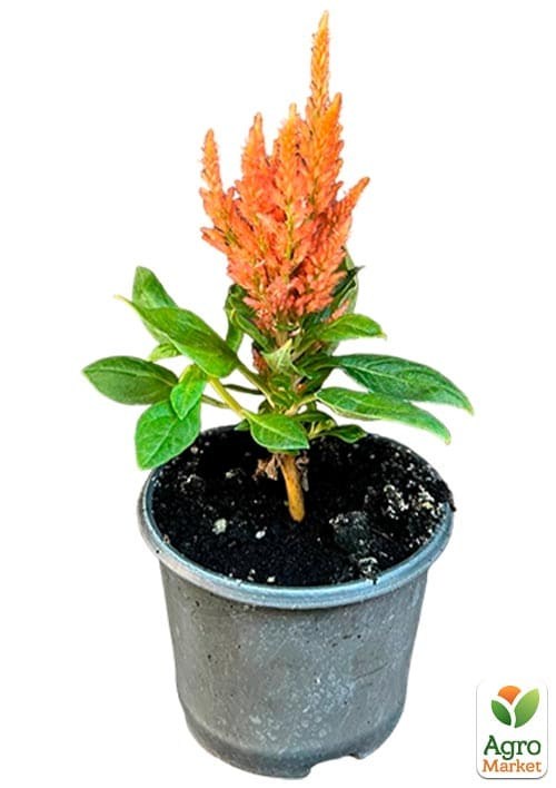 Целозия серебристая Sunday "Orange" - фото 2