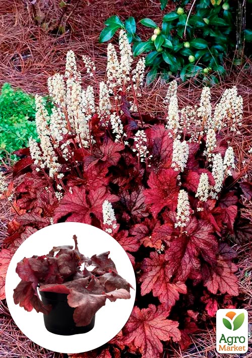 Гейхерелла (Heucherella) "Peach Tea"