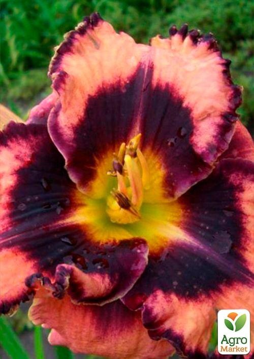 Лилейник "Rock Solid" 1шт в упаковке