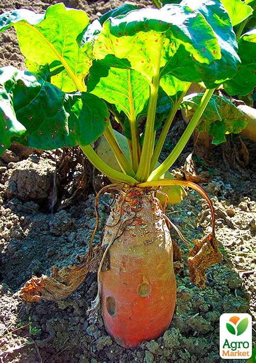 Буряк кормовий "Центаур" (Зипер) ТМ "Весна" 10г - фото 2