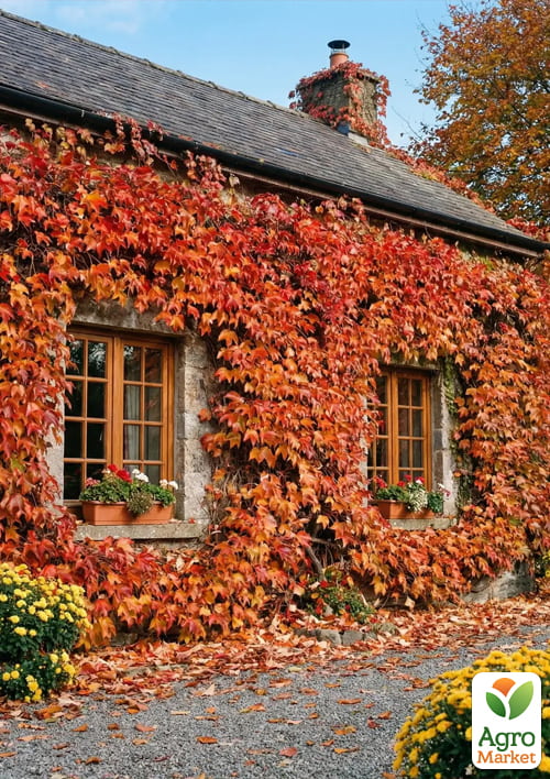 LMTD Виноград девичий лиана"Veitchi" высота 50-60см