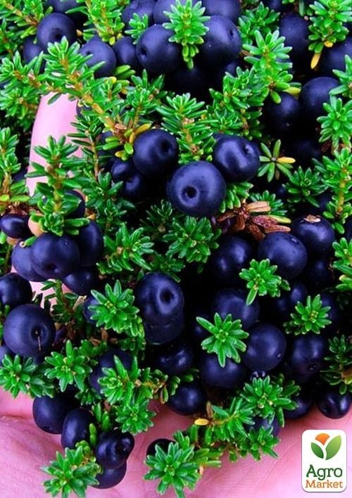 Водяника (Empetrum) - фото 3