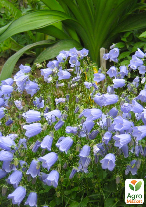 Кампанула "Jingle Blue"