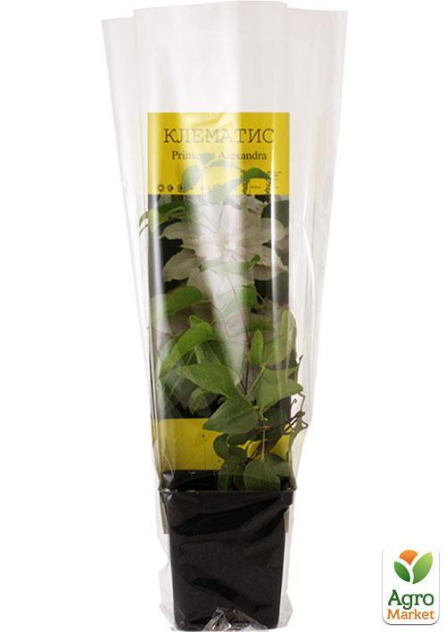 Клематис "Princesse Alexandra" (повторноквітучий сорт) - фото 6