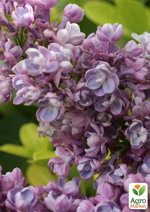 Бузок темно-ліловий "Katherine Havemeyer"