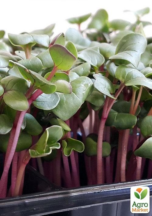 Микрозелень "Редис" (в банке) ТМ "Твоя Зеленая Весна" 20г