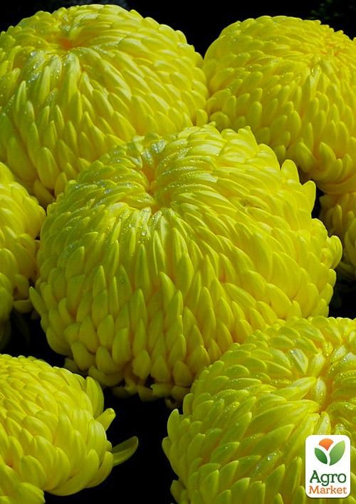 Хризантема зрізочна "Asteroid"