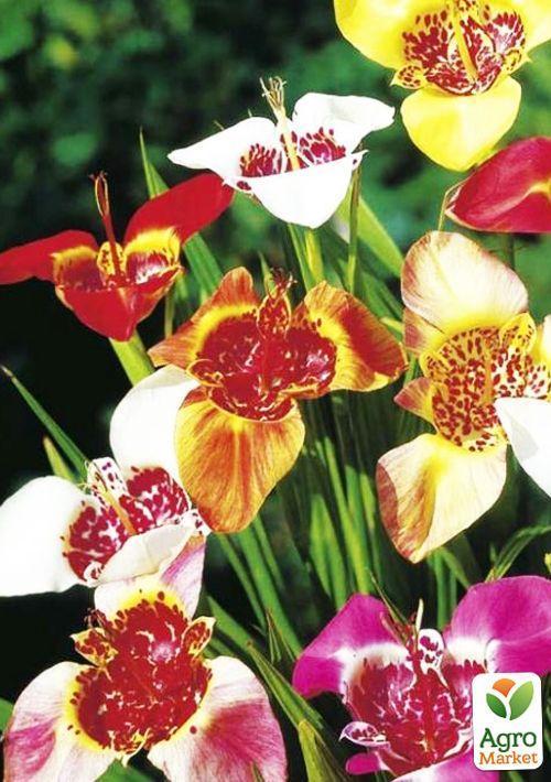 Тігрідія "Мікс" 5шт - фото 3