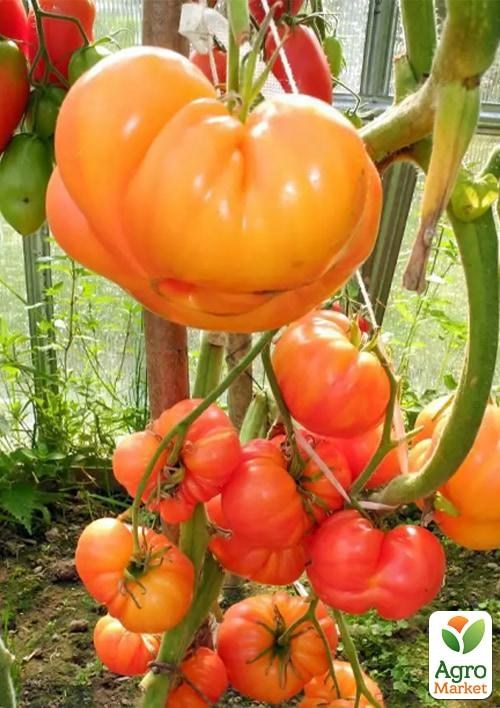 Томат "Жар-птиця" ТМ "Vesna Select" 0.2г