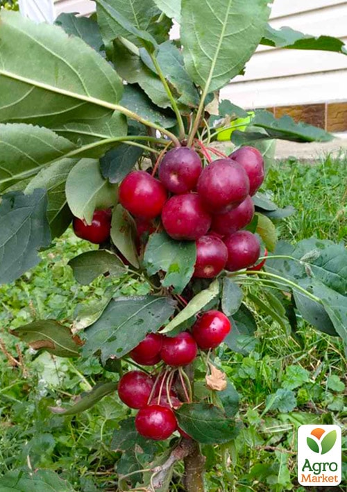 Яблуня колоновидна "Райка" (осінній сорт)